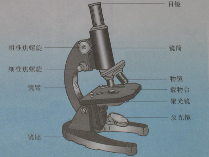 显微镜的镜头包括什么和什么